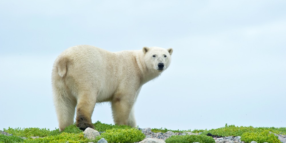 Marche avec les ours !