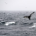 Martha’s Vineyard et Nantucket, des îles au vent de l’Atlantique