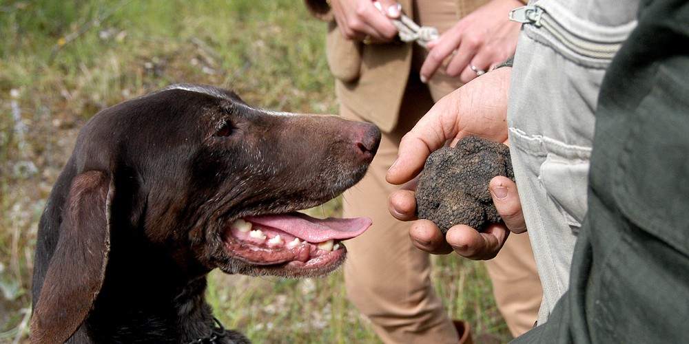 Toscane, la chasse aux truffes est ouverte !