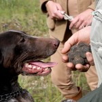 Toscane, la chasse aux truffes est ouverte !