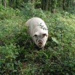 Le cochon à l’honneur