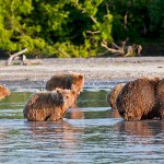 Chez les ours du Kamtchatka