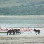 L’heure de la grande migration