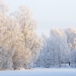 Safari glacé au pays Suomi