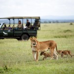 Sous le ciel du Serengeti
