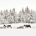 Laponie : du froid au chaud !