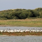 Addition de plaisirs en Baie de Somme