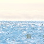 Chez les ours blancs de la Baie d’Hudson