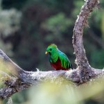     Le Costa Rica ou la vie en vert