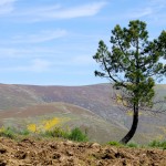 Sur les hauteurs du Portugal