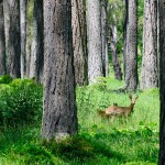 Le Tyrol, nature à 100 %