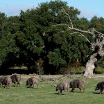 L’Estrémadure, nature et vieilles pierres