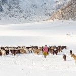 Une expédition mongole qui a du chien